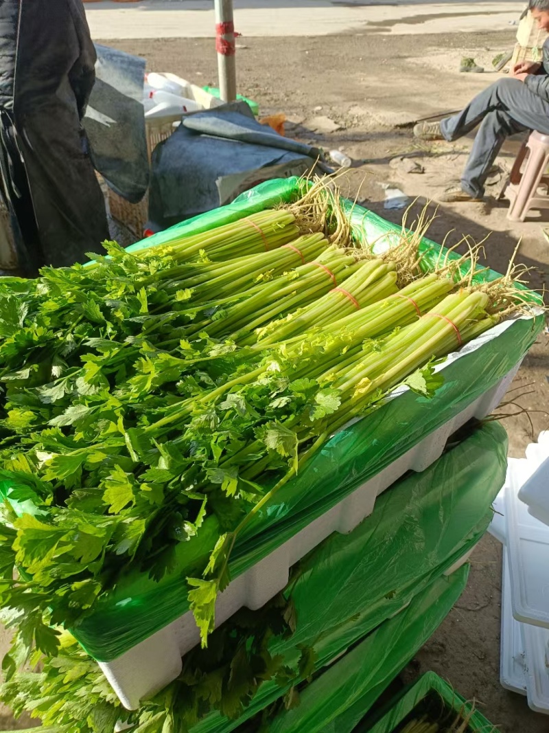 大量精品香芹，价格1块67一斤