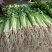 大量精品香芹，价格1块67一斤