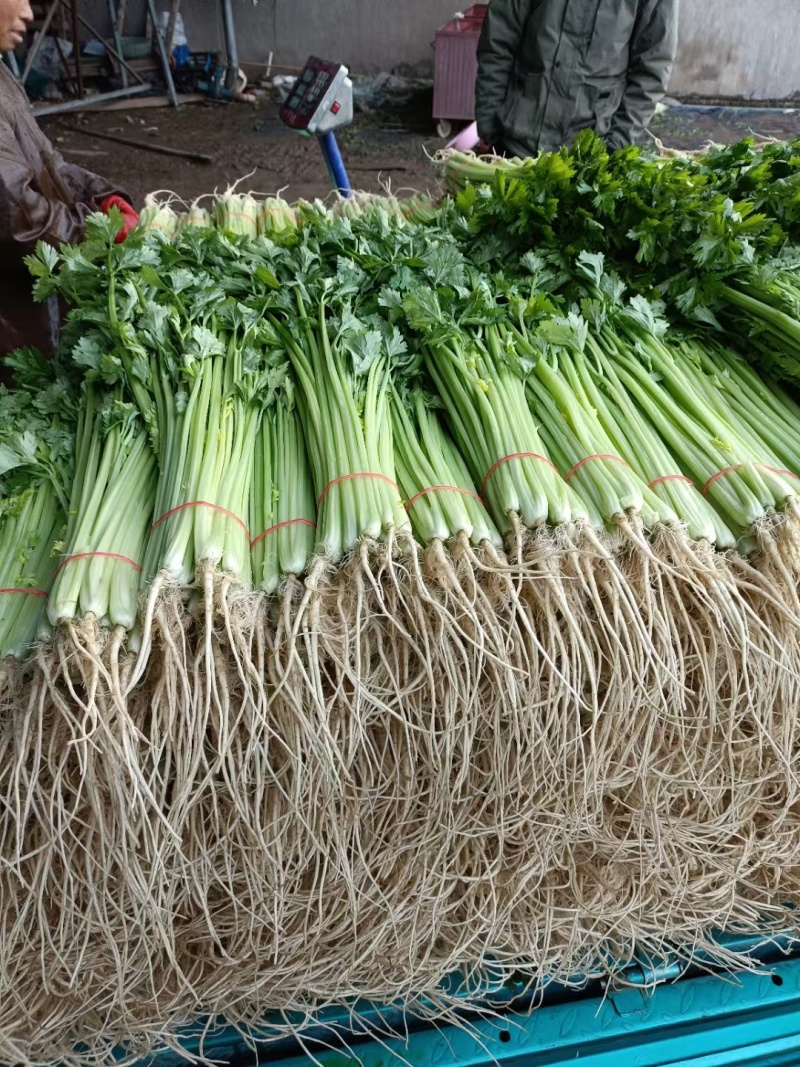 大量精品香芹，价格1块67一斤