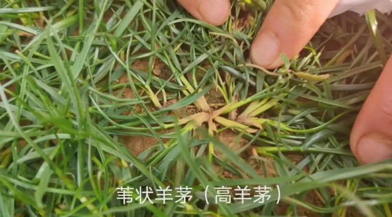 护坡包衣高羊茅种子复绿固土种子绿化种子