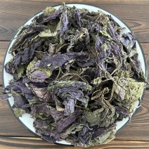 新鲜紫苏叶等你来尝超高性价比欢迎电话咨询