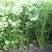 【推荐】安阳香菜大叶香菜大量上市一手货源欢迎咨询