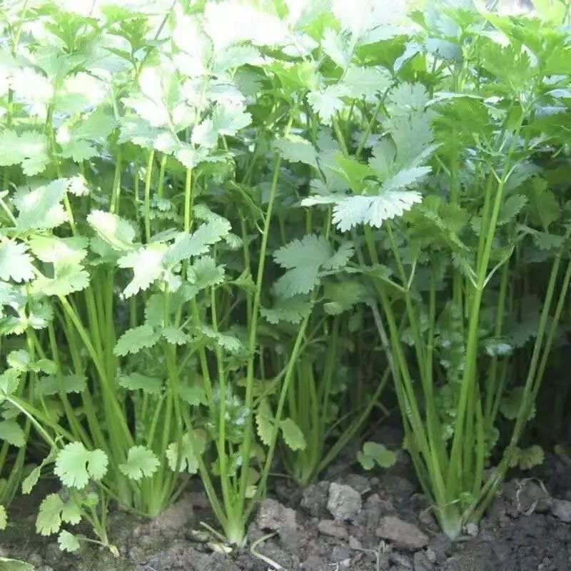 【推荐】安阳香菜大叶香菜大量上市一手货源欢迎咨询