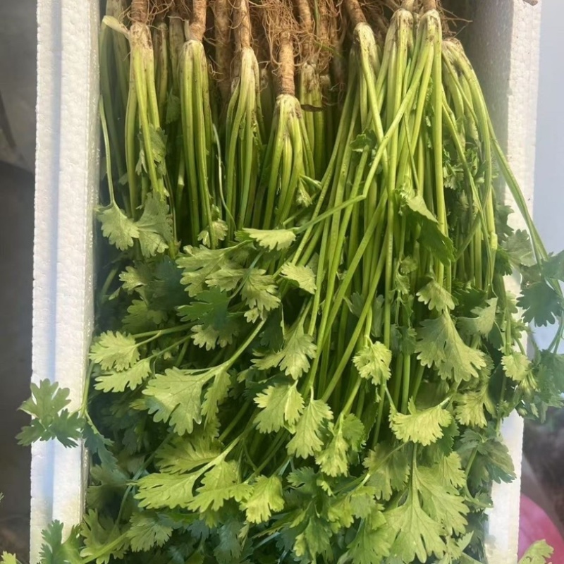 【推荐】安阳香菜大叶香菜大量上市一手货源欢迎咨询