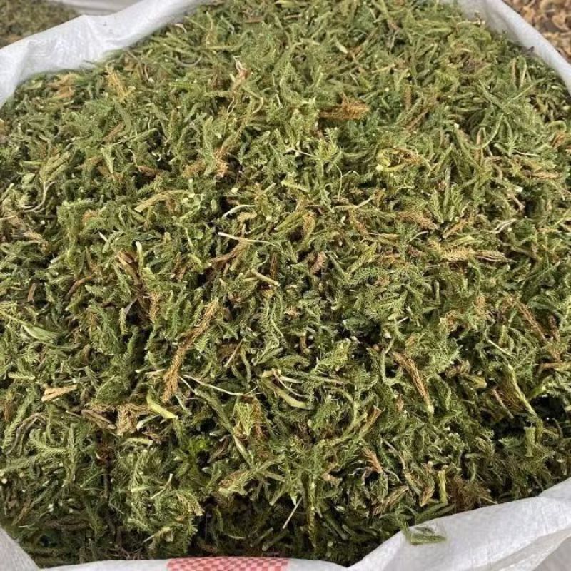 野生伸筋草1公斤舒筋草通筋草正品中草药中药材泡脚无硫新鲜