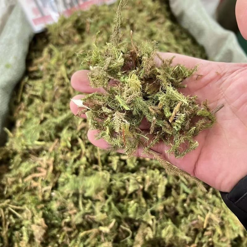 野生伸筋草1公斤舒筋草通筋草正品中草药中药材泡脚无硫新鲜