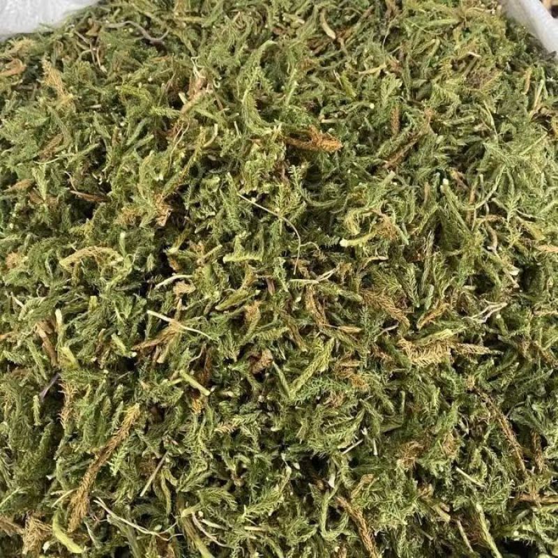 野生伸筋草1公斤舒筋草通筋草正品中草药中药材泡脚无硫新鲜