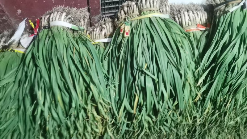 精品红根蒜苗，陕西省汉中市洋县，可以供市场，食堂，电商