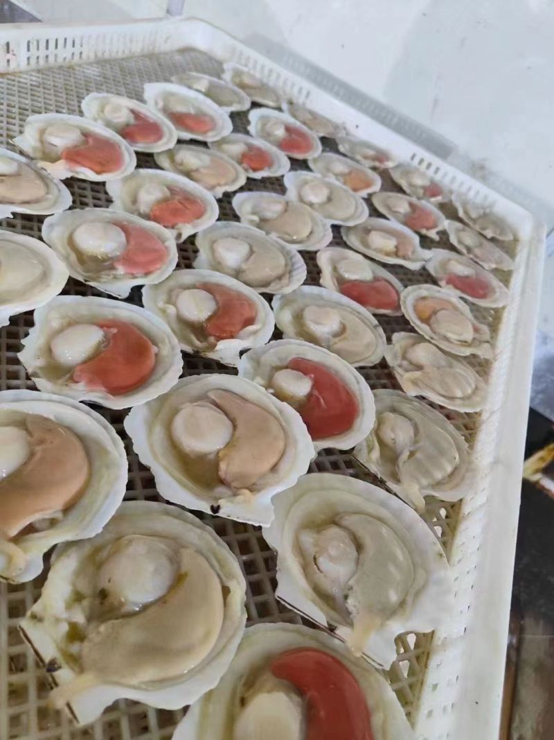 原装吊笼贝肥货，半壳夏夷贝，厂家直供，量大从优