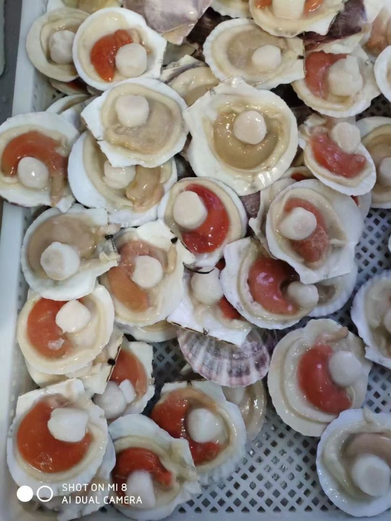 原装吊笼贝肥货，半壳夏夷贝，厂家直供，量大从优