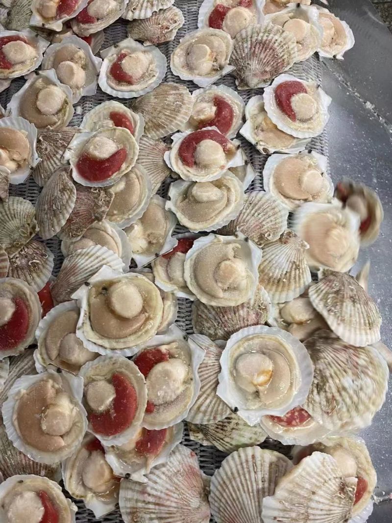 原装吊笼贝肥货，半壳夏夷贝，厂家直供，量大从优