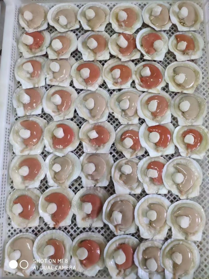 原装吊笼贝肥货，半壳夏夷贝，厂家直供，量大从优