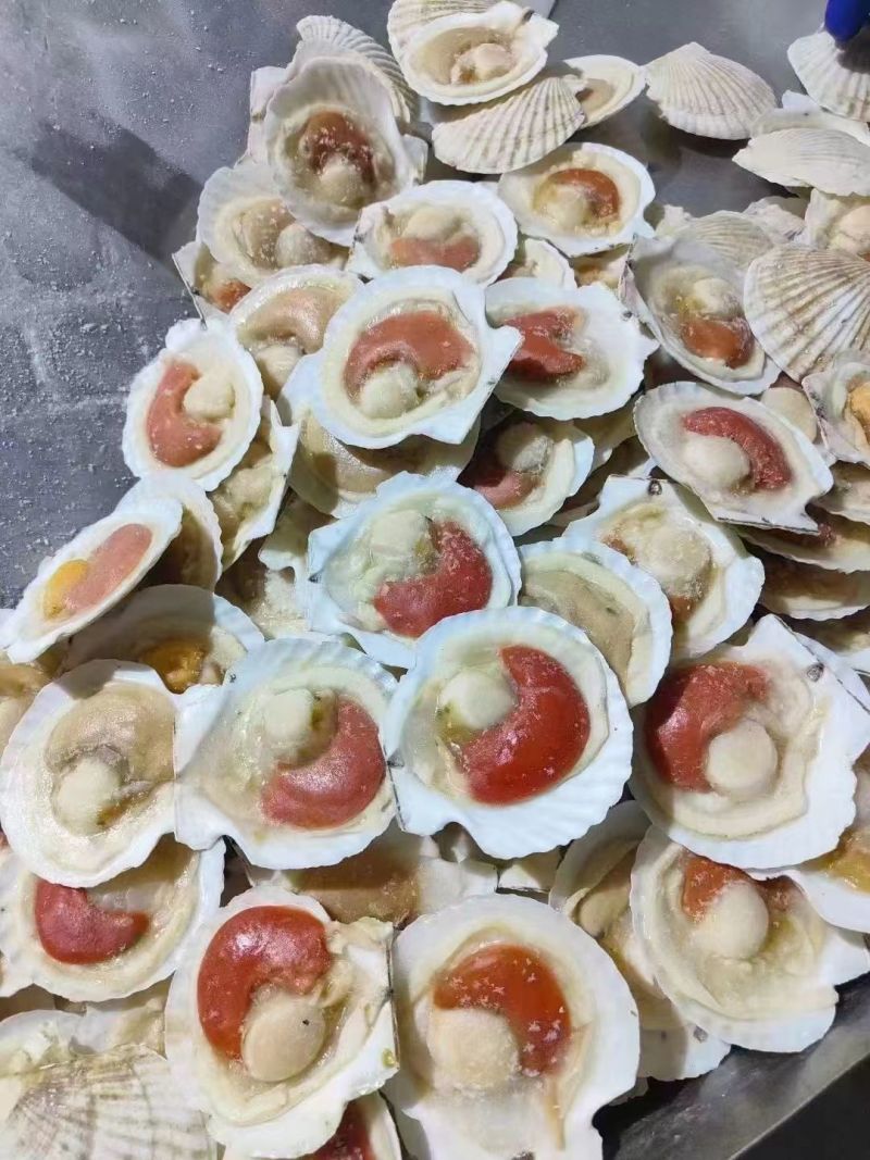 原装吊笼贝肥货，半壳夏夷贝，厂家直供，量大从优