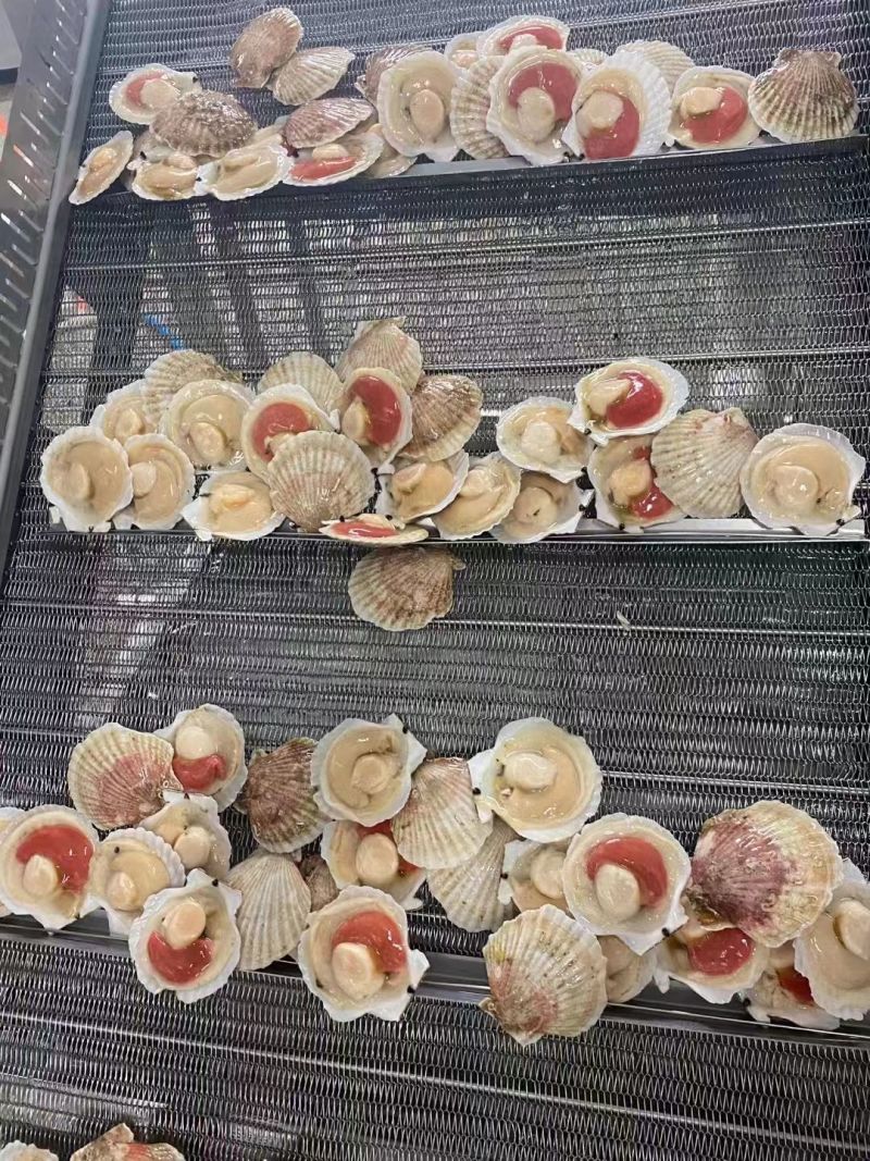 原装吊笼贝肥货，半壳夏夷贝，厂家直供，量大从优