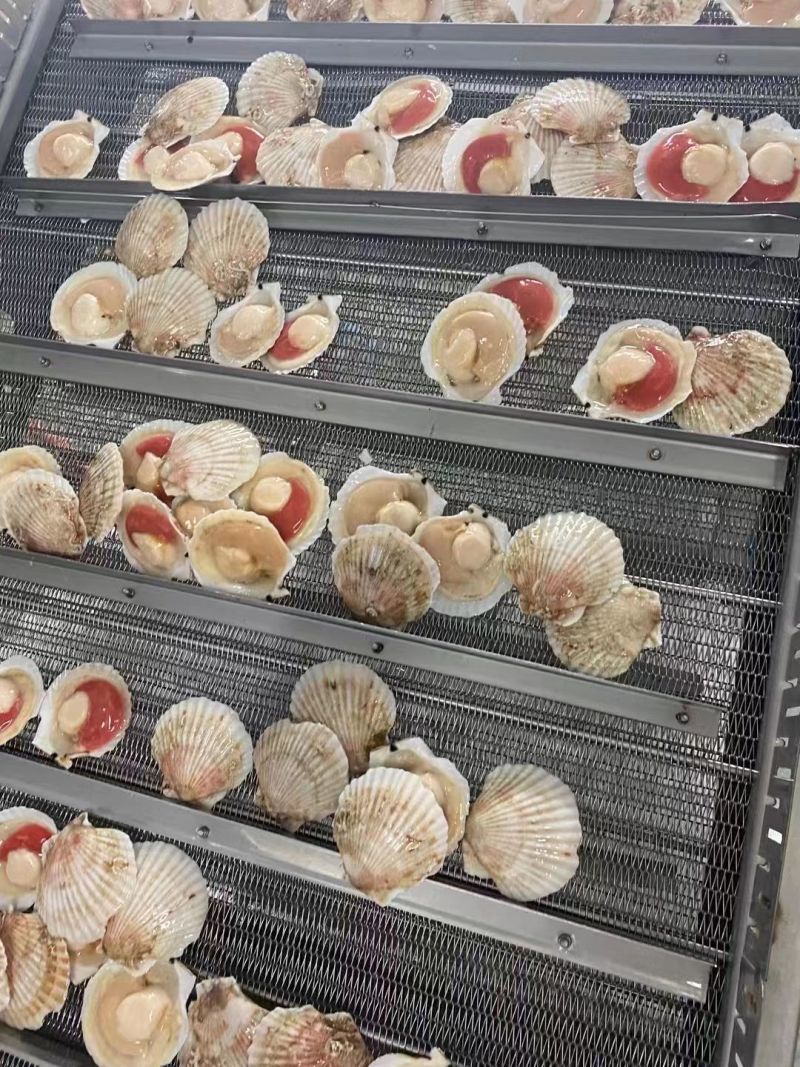 原装吊笼贝肥货，半壳夏夷贝，厂家直供，量大从优