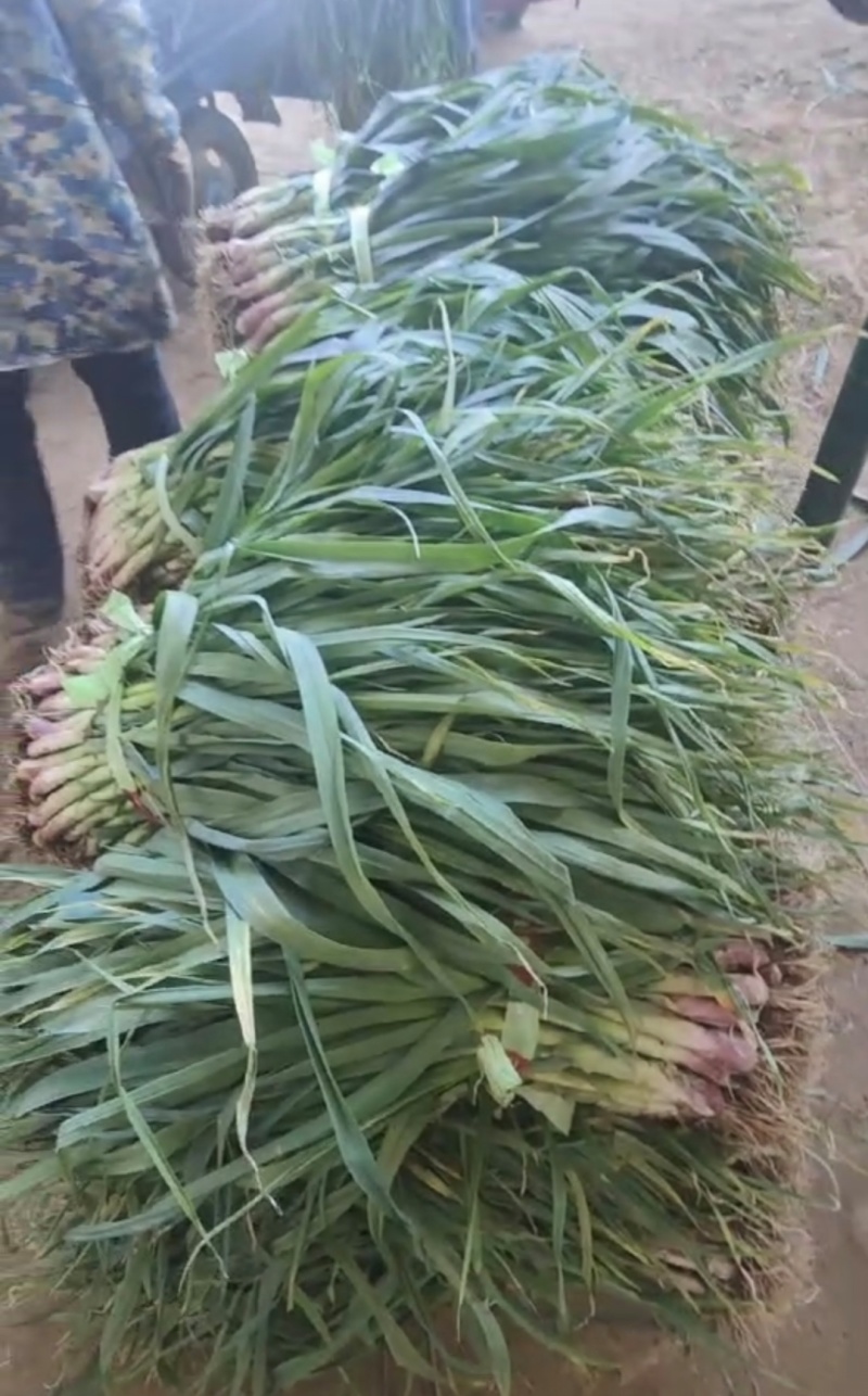 湖北蒜苗红根蒜苗货源充足量大从优全国发货品质好