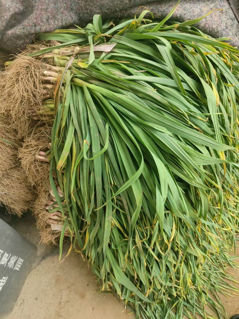 湖北蒜苗红根蒜苗货源充足量大从优全国发货品质好