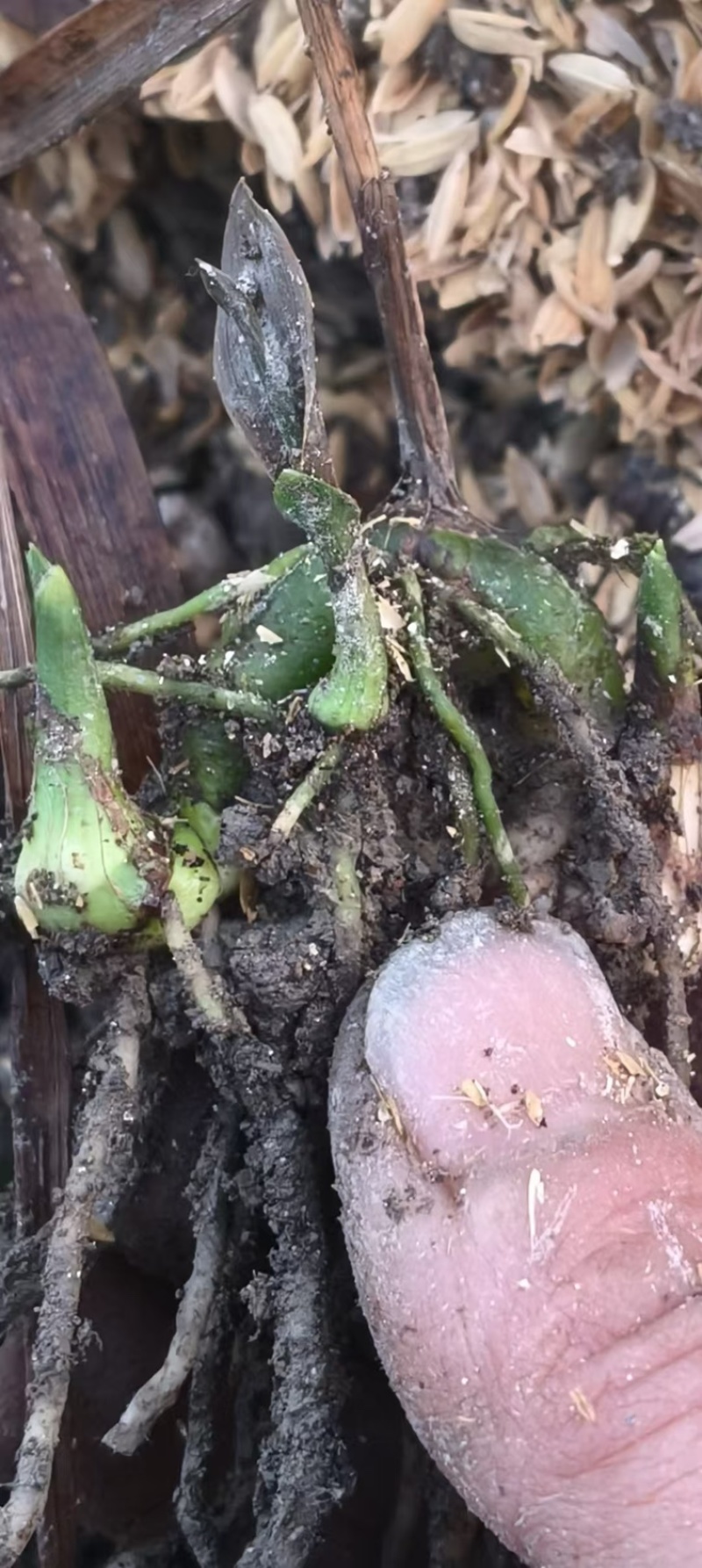 巨茎紫花大白芨种苗露天一年苗二年苗三年苗欢迎来电