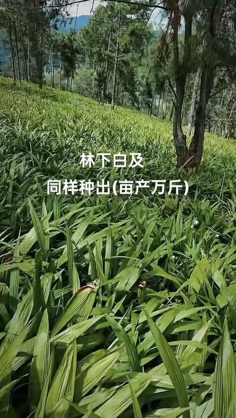 巨茎紫花大白芨种苗露天一年苗二年苗三年苗欢迎来电
