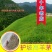 护坡固土草种草籽护坡高羊茅种子绿化耐旱耐寒草种子净籽