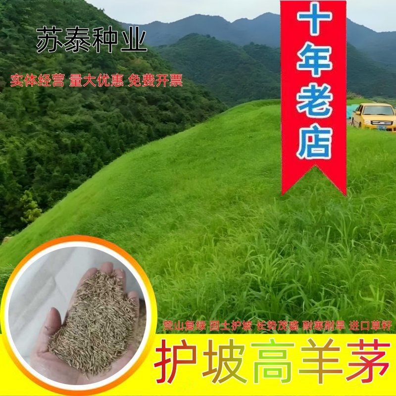护坡固土草种草籽护坡高羊茅种子绿化耐旱耐寒草种子净籽