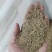 护坡固土草种草籽护坡高羊茅种子绿化耐旱耐寒草种子净籽