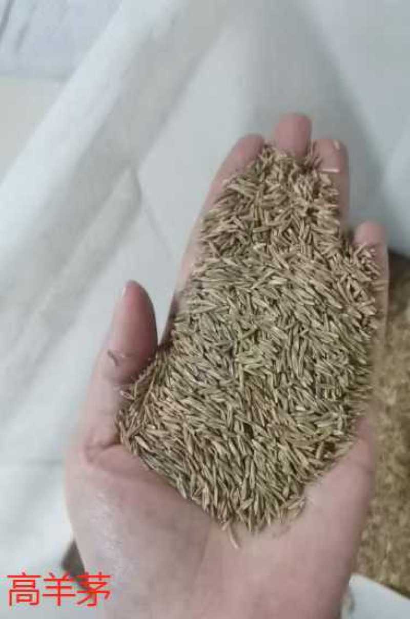 护坡固土草种草籽护坡高羊茅种子绿化耐旱耐寒草种子净籽