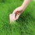 护坡固土草种草籽护坡高羊茅种子绿化耐旱耐寒草种子净籽