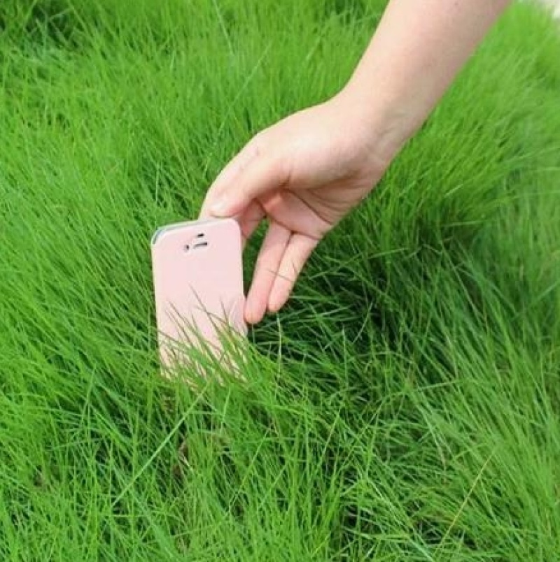 护坡固土草种草籽护坡高羊茅种子绿化耐旱耐寒草种子净籽