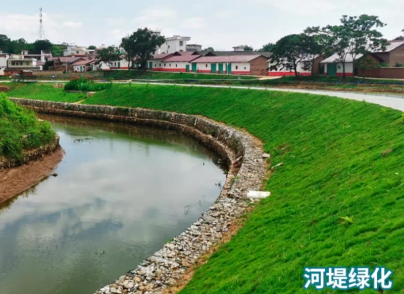 护坡固土草种草籽护坡高羊茅种子绿化耐旱耐寒草种子净籽