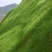 护坡固土草种草籽护坡高羊茅种子绿化耐旱耐寒草种子净籽