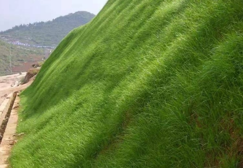 护坡固土草种草籽护坡高羊茅种子绿化耐旱耐寒草种子净籽