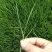 护坡固土草种草籽护坡高羊茅种子绿化耐旱耐寒草种子净籽