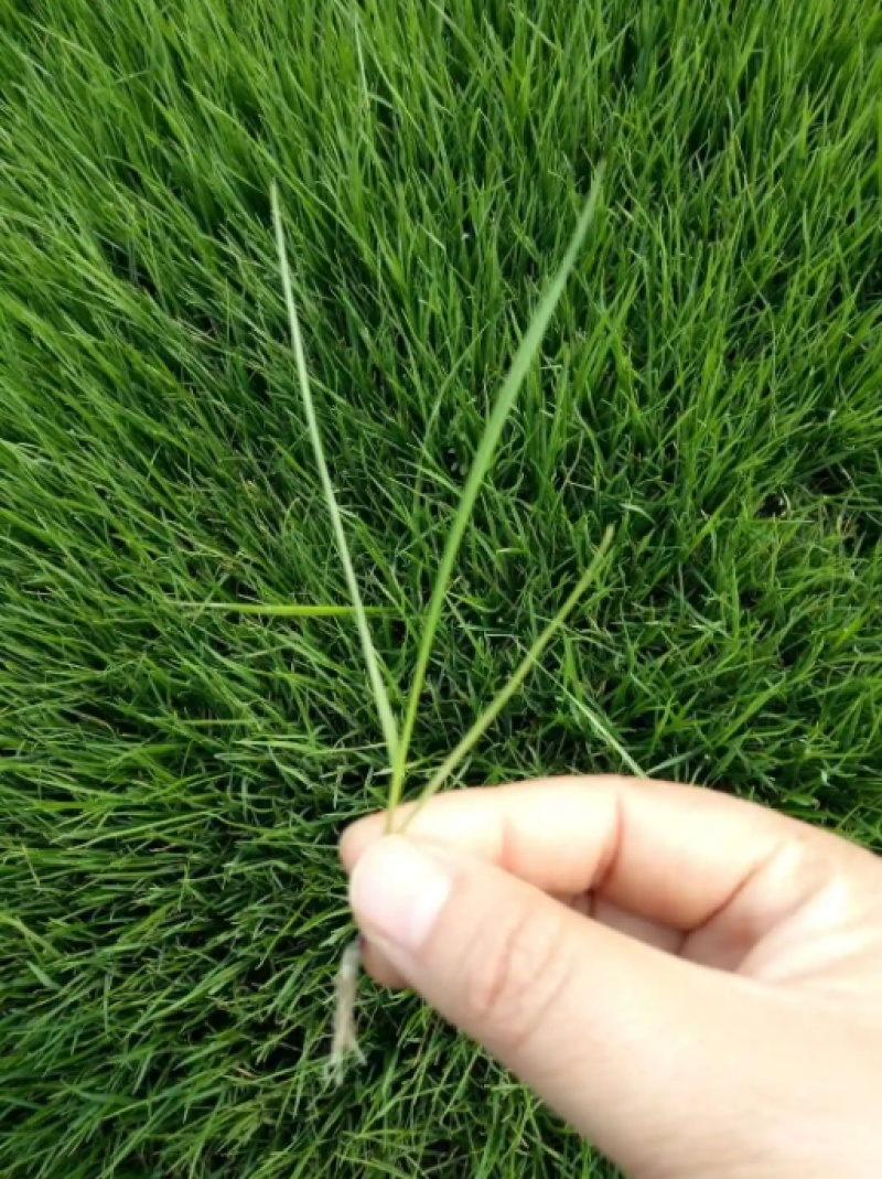 护坡固土草种草籽护坡高羊茅种子绿化耐旱耐寒草种子净籽