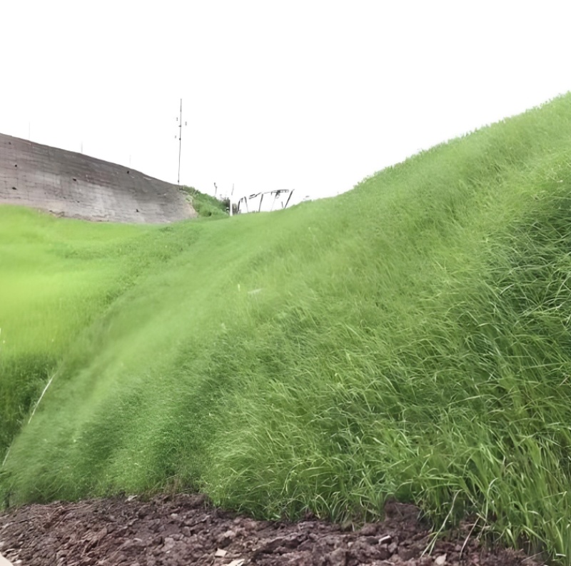 护坡固土草种草籽护坡高羊茅种子绿化耐旱耐寒草种子净籽