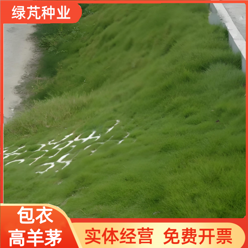 护坡固土草种草籽护坡高羊茅种子绿化耐旱耐寒草种子净籽