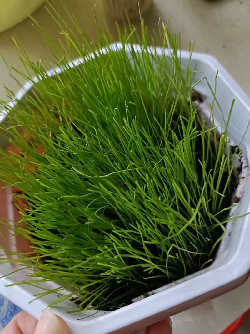 护坡固土草种草籽护坡高羊茅种子绿化耐旱耐寒草种子净籽