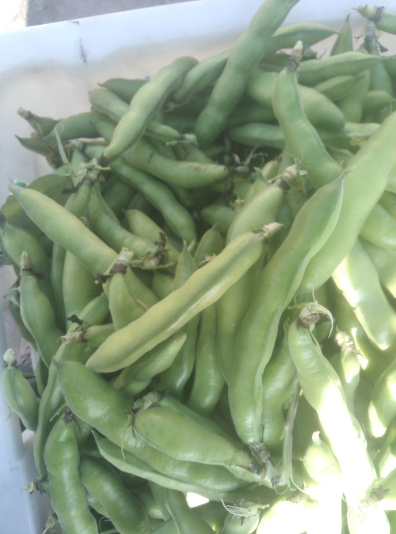 【牛商推荐】新鲜蔬菜蚕豆胡豆大量上市无虫眼质量保证