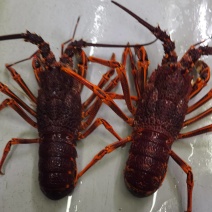 澳洲龙虾澳龙