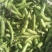 云南大理新鲜蚕豆无虫眼质量保证价格合理