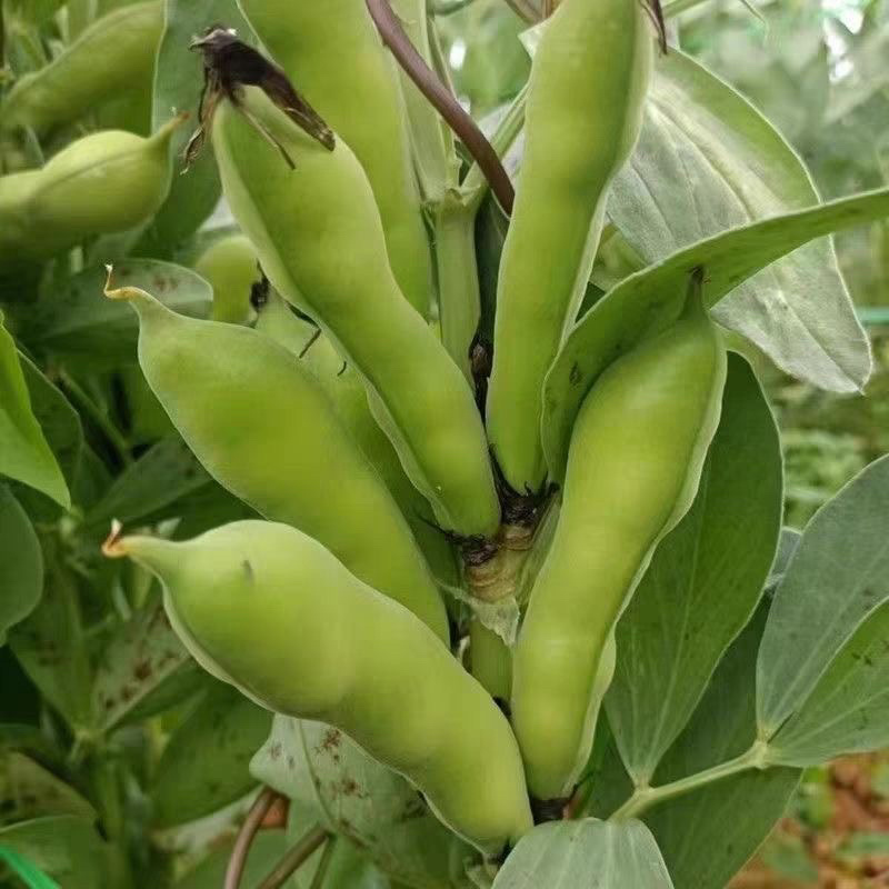 云南大理新鲜蚕豆无虫眼质量保证价格合理