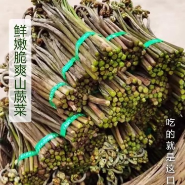 新鲜蕨菜，品质佳，货量充足，欢迎咨询