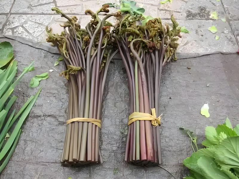 新鲜蕨菜，品质佳，货量充足，欢迎咨询