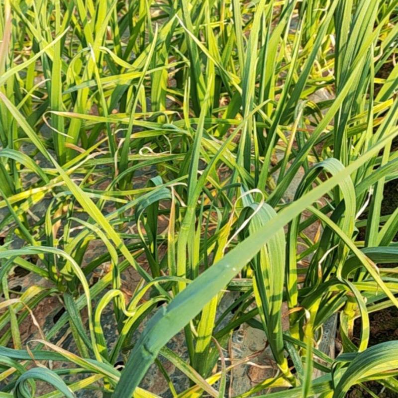 红根蒜苗