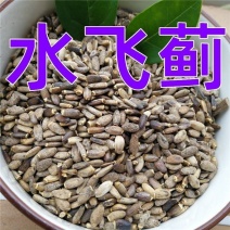 水飞蓟籽1公斤水飞蓟子中草药水飞雉奶蓟果种子中药材店