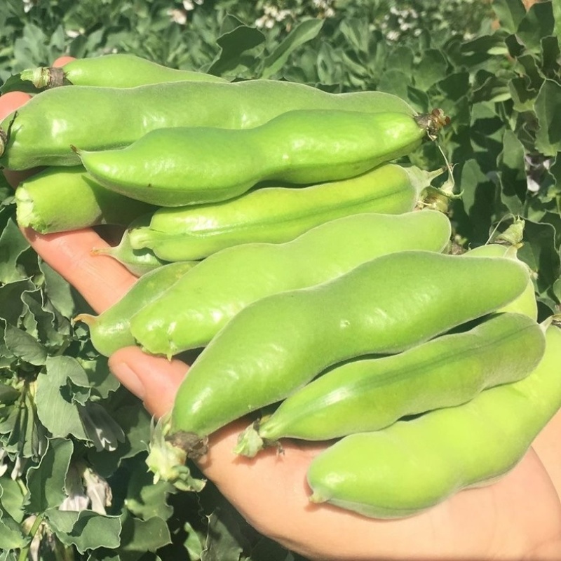 云南时令带壳新鲜蚕豆罗汉豆当季胡豆现摘现发