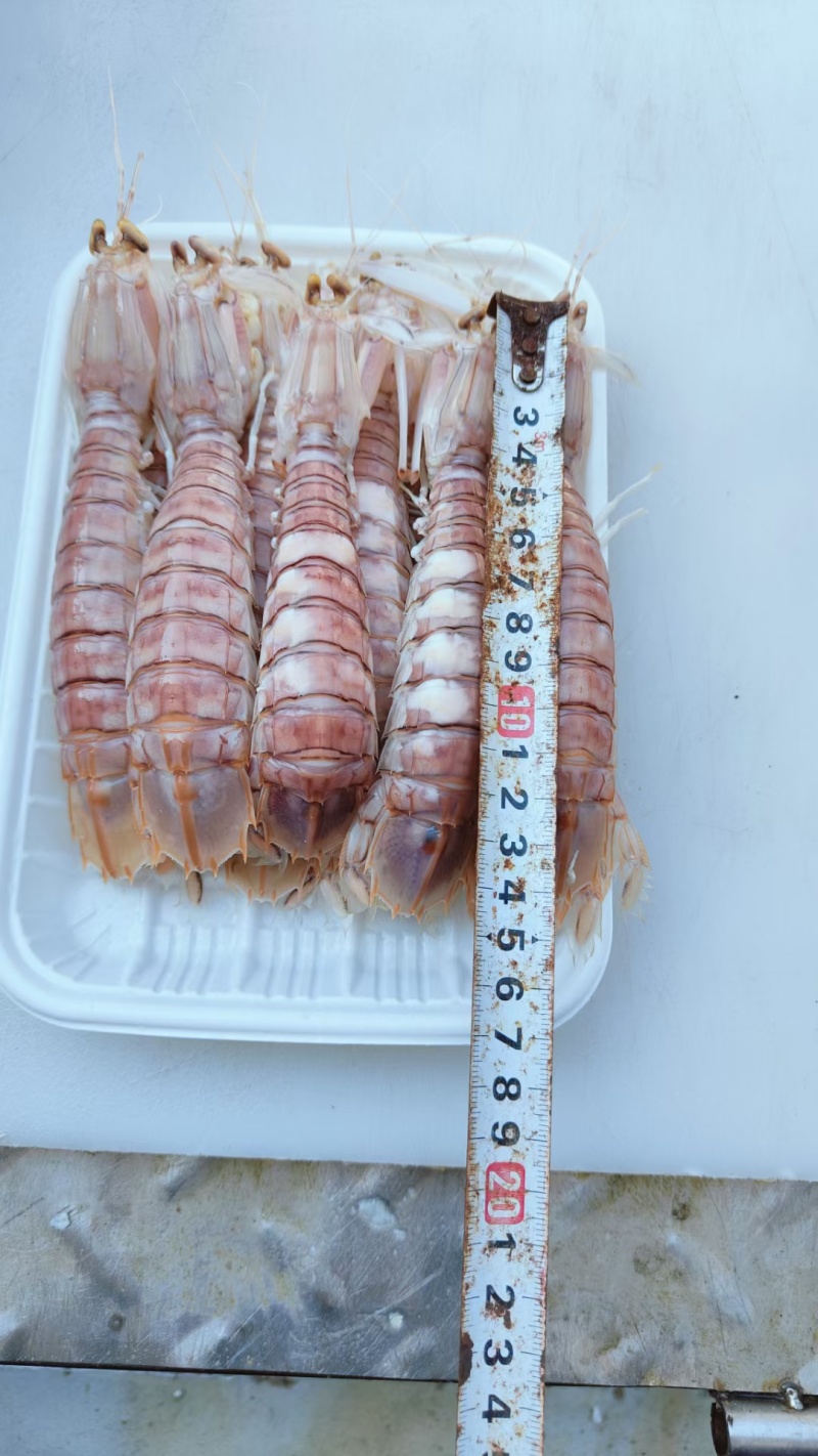 只只带膏皮皮虾
