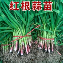 【实力推荐】红根蒜苗/湖北精品蒜苗/香蒜苗/一手货源/