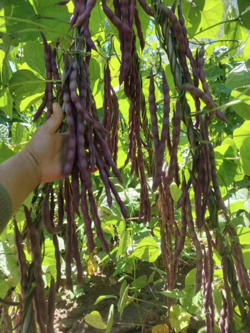 中国红架豆种子丰产菜豆基地专用