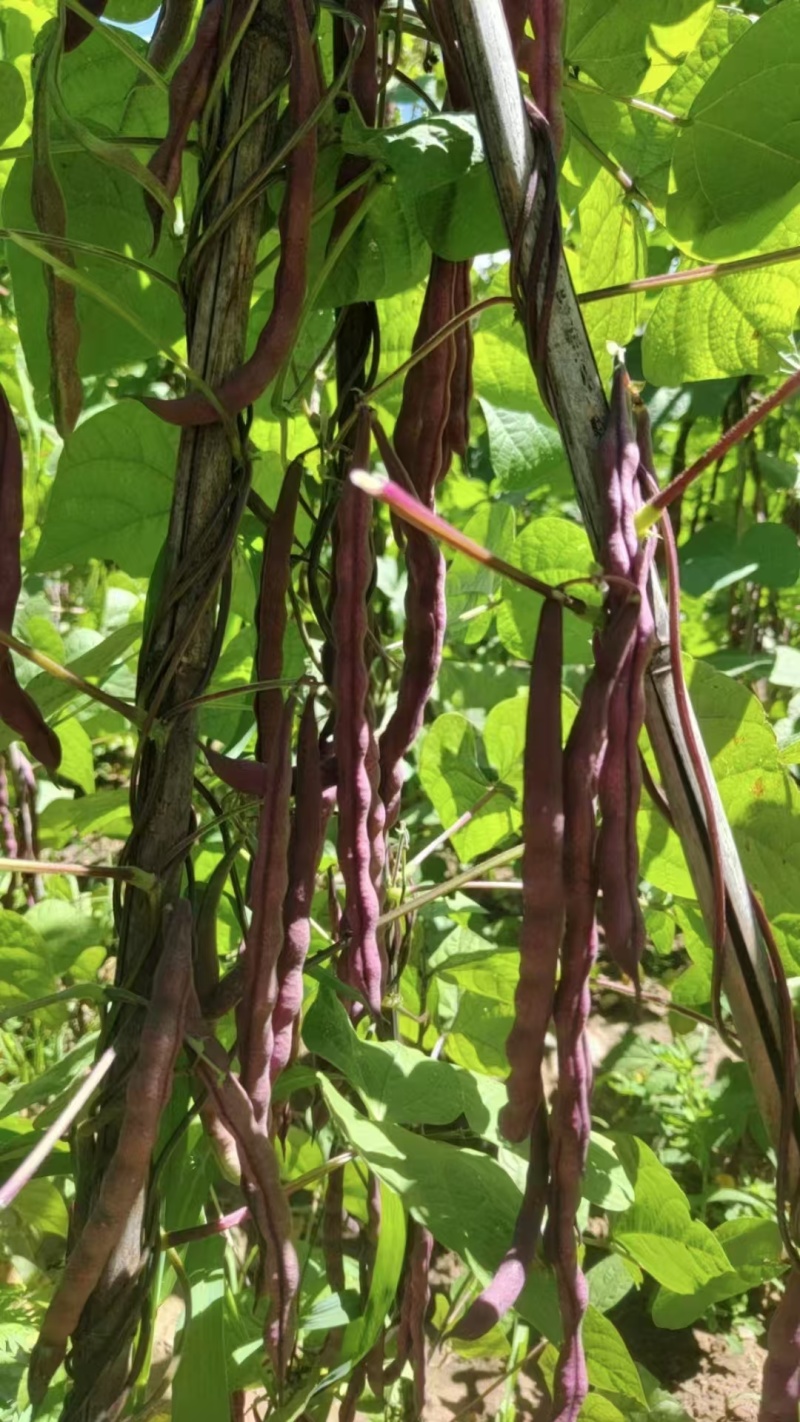 中国红架豆种子丰产菜豆基地专用